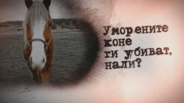 Снимка: „bTV Репортерите“: Уморените коне ги убиват, нали?