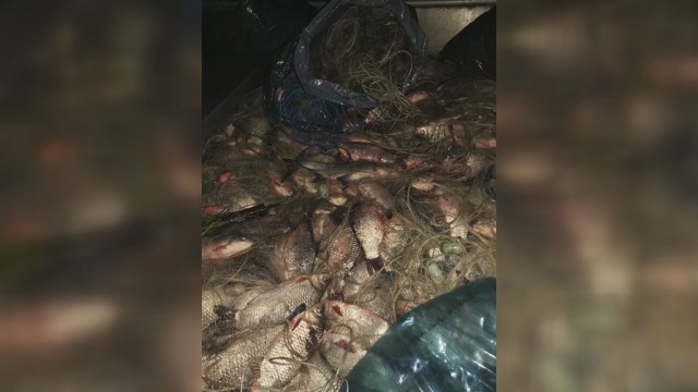 Снимка: Бракониери по време на пандемия: В Бургаско конфискуваха над 8 км мрежи и тонове риба