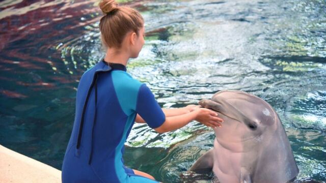 Снимка: Делфинариумът във Варна връща плуването с делфини