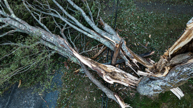 Снимка: Заради силния вятър: Сигнали за паднали клони в София