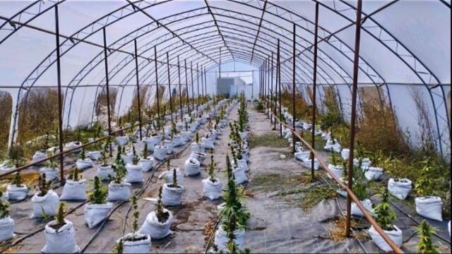 Снимка: Полицията във Варна разкри наркооранжерия в училищна сграда