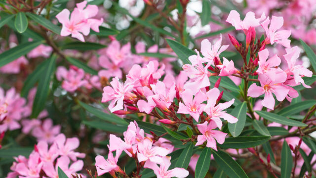 Снимка: Познато растение се оказа токсично: Гърция иска да се премахне около училища и детски площадки