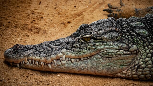 Снимка: Алигатор, дълъг близо 2 метра, попречи на самолет да излети 