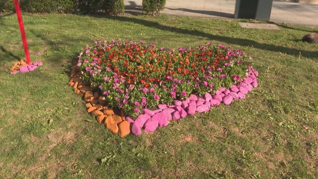 Снимка: За втора поредна година Враца се превръща в град на цветята