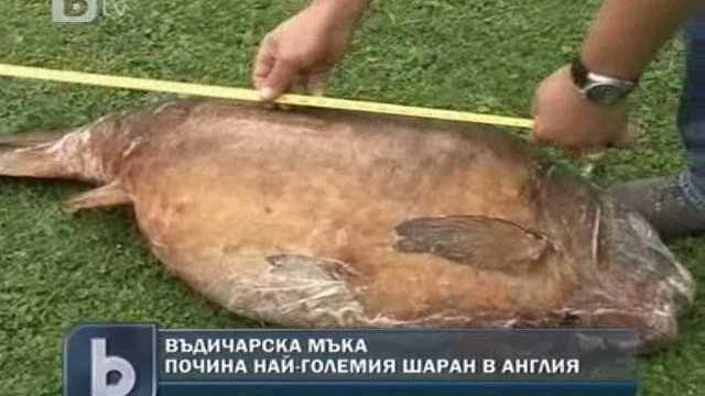 Снимка: Почина най-големият шаран във Великобритания