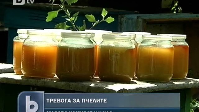 Снимка: Пчелите измират масово, ядем по-малко качествен мед