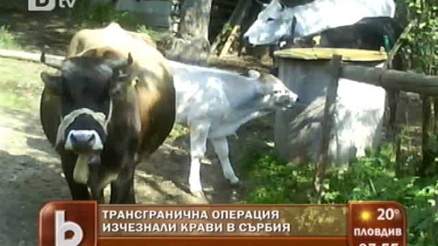 Снимка: Крави бегълци разиграват български и сръбски гранични власти