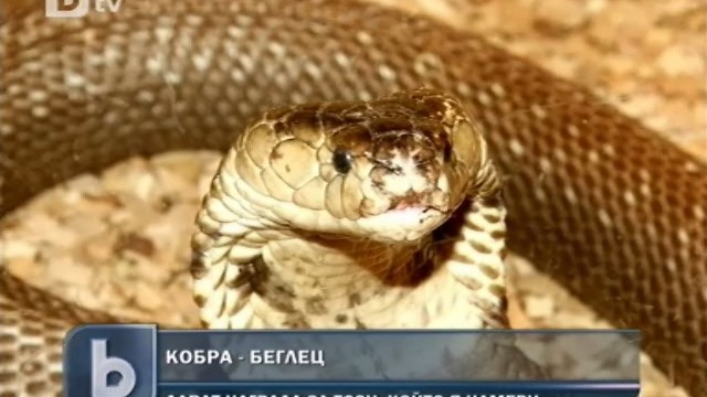 Снимка: Огромна кобра избяга край пътя София - Кулата 