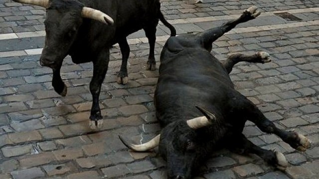 Снимка: 31 бика бедстват на границата с Турция