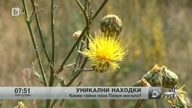 Снимка: Какви тайни пази Памук могила?