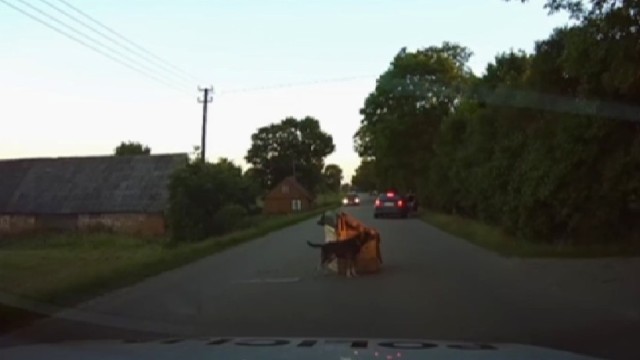 Снимка: Куче се засели насред пътя (ВИДЕО)