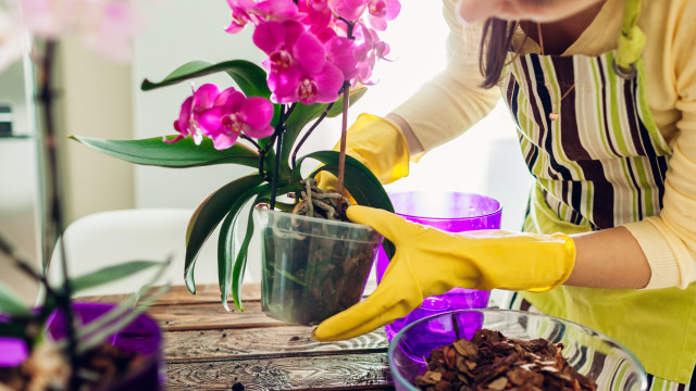 Снимка: Орхидеите - научете как да се грижите по-добре за тях в Ботаническата градина (ВИДЕО)