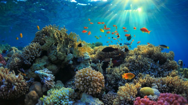 Снимка: Морските топлинни вълни са по-сериозна заплаха за кораловите рифове, отколкото се предполагаше