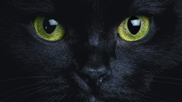 Снимка: Коледно чудо: Жена намери любимата си котка, изчезнала за 5 години