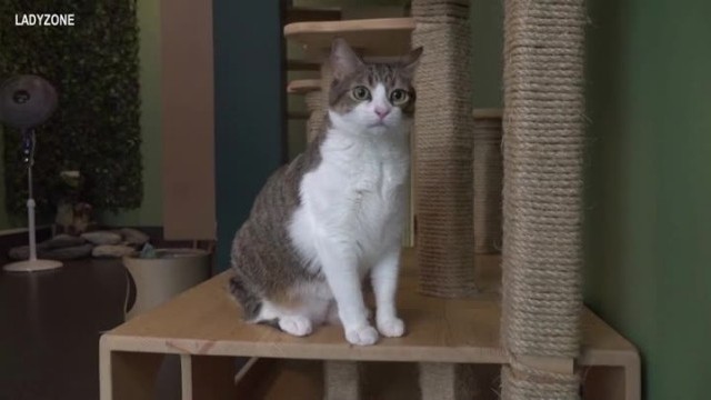 Снимка: Котка да си в тоя живот! Хотел в Париж глези косматите си гости