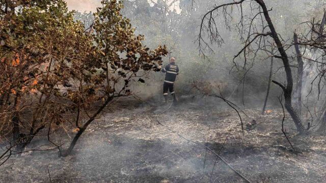 Снимка: Голям пожар в Свиленградско