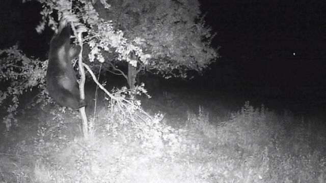 Снимка: За пореден път: Мечка навлезе при хората -  в габровско село (ВИДЕО)