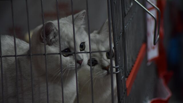 Снимка: Жена изхвърли 23 котки в контейнер за боклук