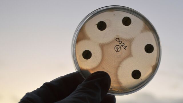 Снимка: Кофеинът помага на бактериите E. coli да устоят на лечението с антибиотици
