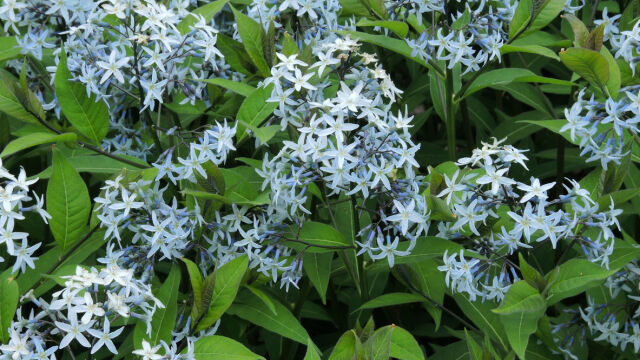 Снимка: Фестивал на дивите цветя ще се проведе в 8 родопски села през юни 2026 г.