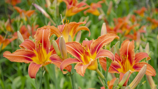 Снимка: Какво е значението на имената Евстати и Евстатия?