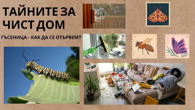Снимка: Гъсеници - ето как да се отървем от тях