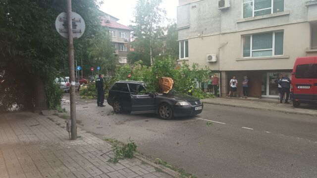 Снимка: Силнa буря в Монтана: Дърво се стовари върху автомобил 