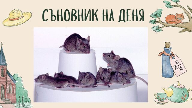 Снимка: Съновник: Мишка, ако сънуваш - какво значи