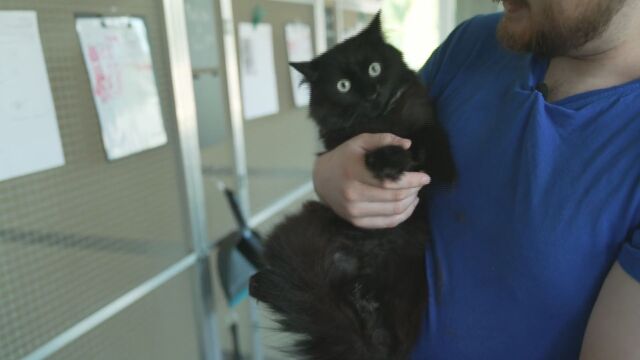 Снимка: След 3 години в неизвестност: Котаракът Кико се върна при стопанката си (ВИДЕО)