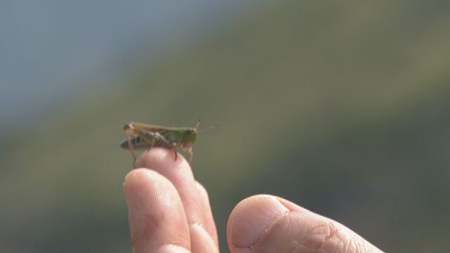 Снимка: Нашествие от скакалци в района на Рилските езера