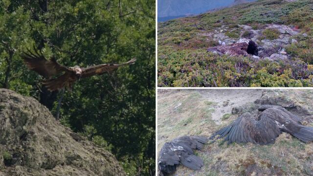„Отровиха го 5 дни, след като се прибра в България“: Вижте първия полет на Боев - брадатият лешояд, който загина от човешка ръка (ВИДЕО)