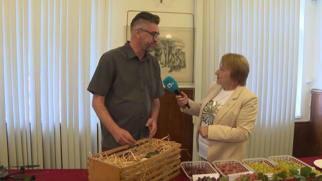 Снимка: Плевен показва богатството на българската лоза: 49 сорта грозде и вина на повече от век
