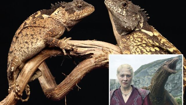 Снимка: Учени откриха истинско същество от „House of the Dragon“ в планините на Тайланд