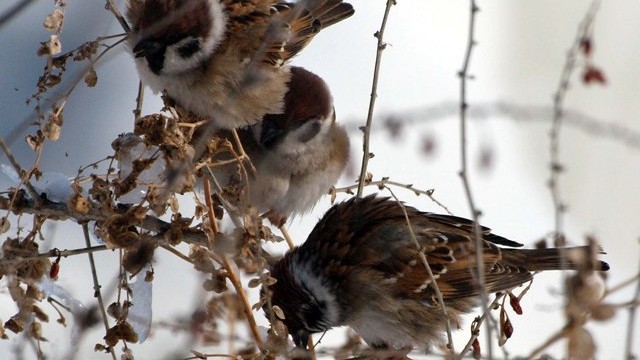 Снимка: Снегът падна, а с него и живакът на термометрите