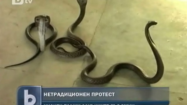 Снимка: Фермер пусна змии в сграда на данъчните, искали му подкуп