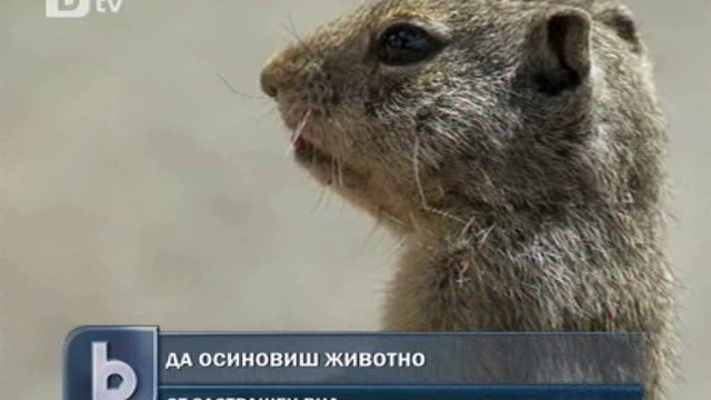Снимка: Еколози предлагат: Осиновете си диво животно