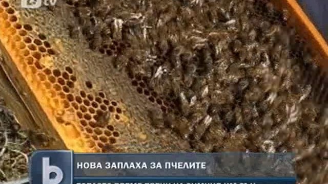 Снимка: Топлото време през декември обърка пчелите