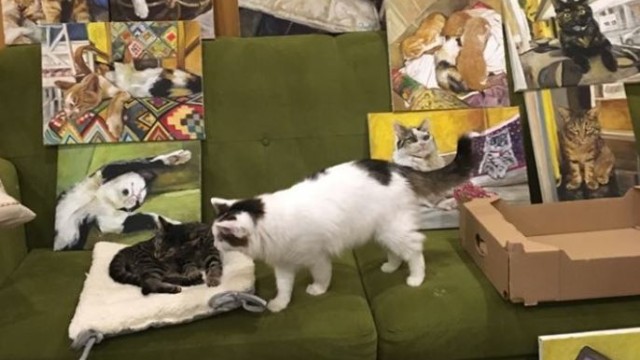 Снимка: Първата изложба на картини с котки в котешкото кафене в София