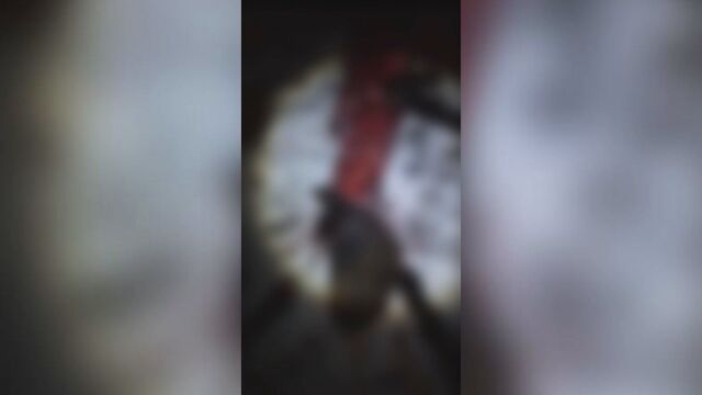 Снимка: Незаконно клане на коне: Жители на Етрополе откриват останки на животните в имотите си
