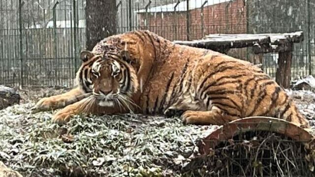 Снимка: Тигър ухапа по главата и уби служител на зоологическа градина в Румъния (СНИМКИ)