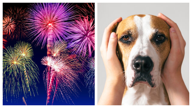 Снимка:  Как да успокоим домашните любимци по време на празничните фойерверки
