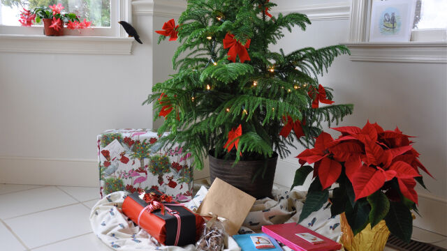 Снимка: Норфолкски бор – живото коледно дърво за всеки дом (СНИМКИ)