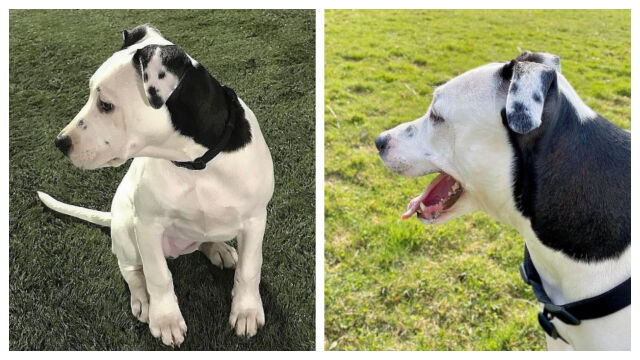 Снимка: Луси – кученцето, родено със селфи на ухото, което очарова света (СНИМКИ)