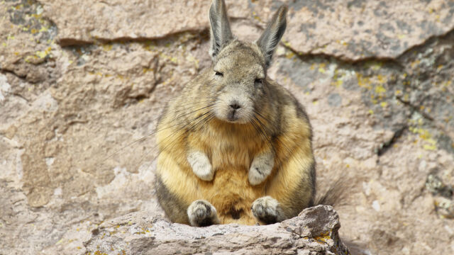 Снимка: Вискача - най-тъжното животно на планетата, което покори интернет (СНИМКИ)