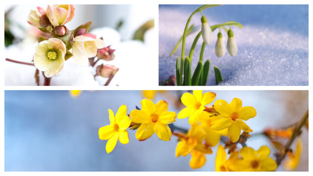 Снимка: Коледна роза и още четири растения, които цъфтят обилно и през зимата (СНИМКИ)