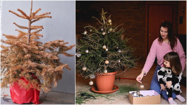 Снимка: Как да запазим коледната елха жива по-дълго: 5 лесни съвета (СНИМКИ)