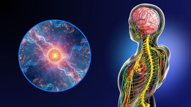 Снимка: Подмладяване на имунната система: Протеин обръща процеса на стареене