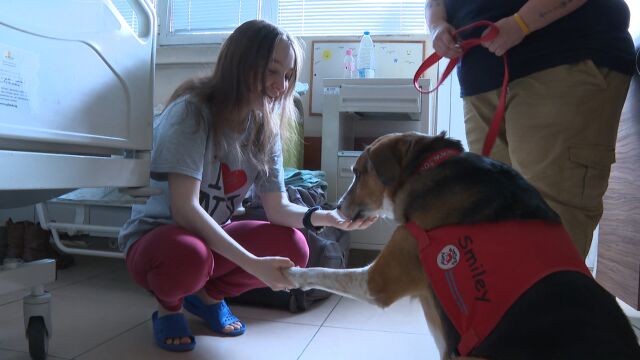 Любов на четири лапи: Кучето Смайли дарява усмивки на децата в педиатрията. Доверява се, въпреки тежкото си минало