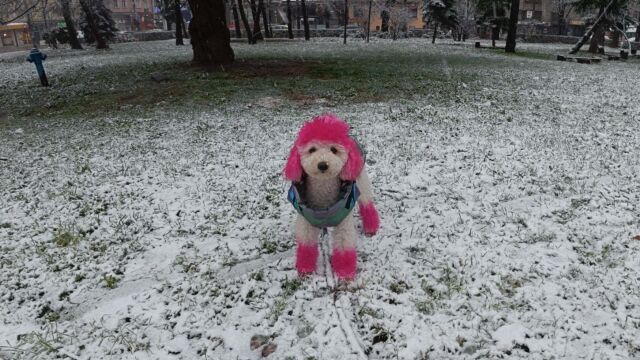 Снимка: Бяла Коледа: Сняг вали в цялата страна (СНИМКИ)