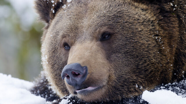 Снимка: Мечките в Италия са мутирали и се държат нетипично